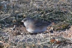 Junco hyemalis mearnsi