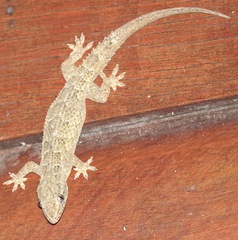 Hemidactylus