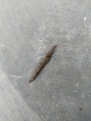 Dataminae