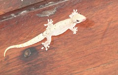 Hemidactylus
