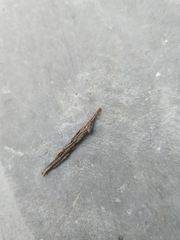 Dataminae