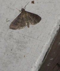 Herpetogramma phaeopteralis