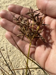 Cyperus dentatus