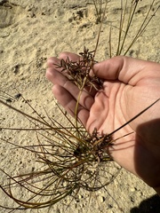 Cyperus dentatus