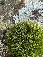 Bryophyta