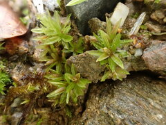 Atrichum tenellum