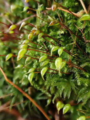 Brachytheciastrum velutinum