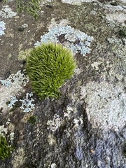 Bryophyta