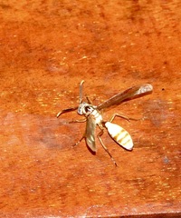 Apoica