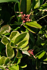 Euphorbia tithymaloides