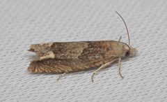 Eucosma conterminana