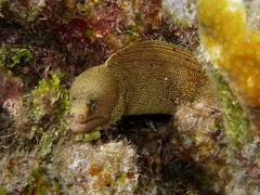 Gymnothorax miliaris