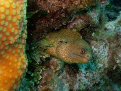 Gymnothorax miliaris