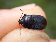 Aellopus atratus