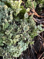 Cladonia