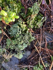 Cladonia