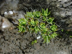 Tortula muralis muralis