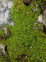 Syntrichia virescens