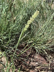 Tragus berteronianus