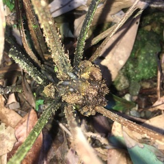 Diplazium doederleinii