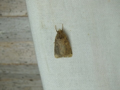 Xestia collina