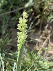 Tragus berteronianus