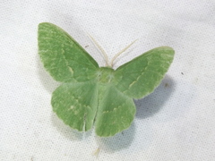 Geometra papilionaria