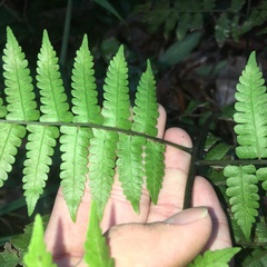 Diplazium doederleinii