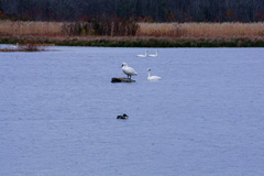 Cygnus columbianus
