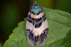 Chalcophaedra zuleika