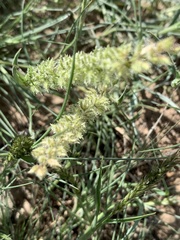 Tragus berteronianus