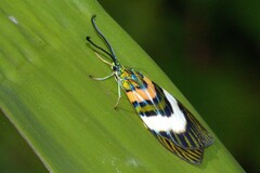 Chalcophaedra zuleika