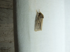 Xestia collina