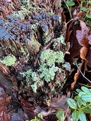 Cladonia