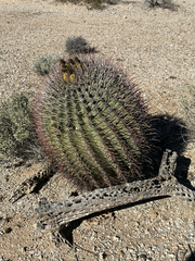 Ferocactus emoryi