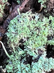 Cladonia