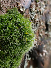 Grimmia trichophylla