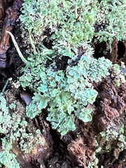 Cladonia