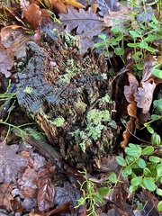 Cladonia