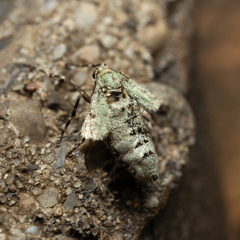 Operophtera rectipostmediana