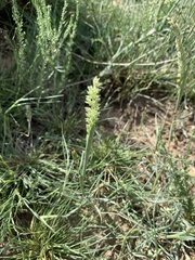 Tragus berteronianus