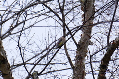 Bombycilla cedrorum