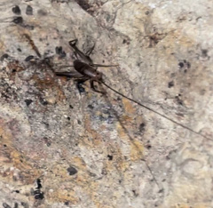 Atachycines apicalis apicalis