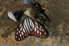 Cyclosia imitans