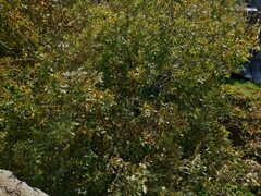 Quercus ithaburensis macrolepis