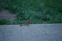 Cardinalis cardinalis