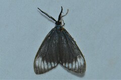 Cyclosia panthona