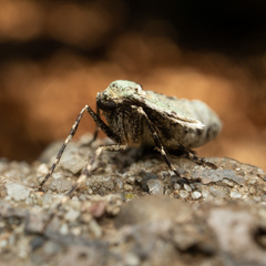 Operophtera rectipostmediana