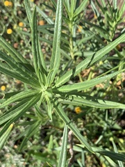 Gomphocarpus fruticosus
