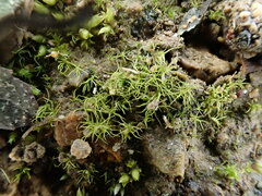 Trichodon cylindricus